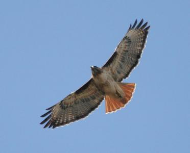 80259726_9lcapxit_051112redtailedhawk3019